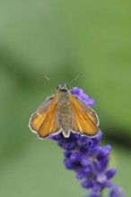 Large skipper (Ochlodes venatus), collecting nectar from a flower of Common lavender (Lavandula