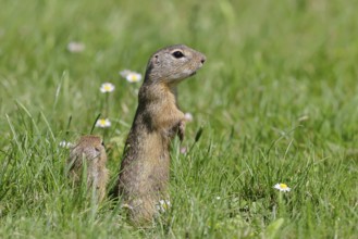 European ground squirrel (Spermophilus citellus) standing upright in a meadow, Burgenland Austria