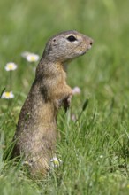 European ground squirrel (Spermophilus citellus) standing upright in a meadow, Burgenland Austria