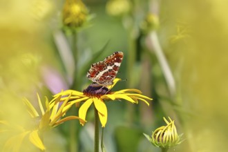 Land carder (Araschnia levana), summer generation, closed wings, underside of wings, on a flower of