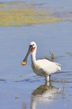 Spoonbill (Platalea leucorodia), adult bird striding through shallow water, adult bird in