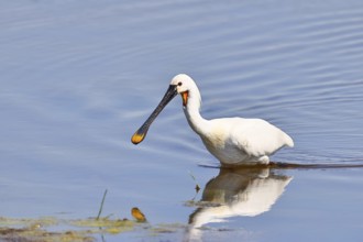 Spoonbill (Platalea leucorodia), adult bird striding through shallow water, adult bird in