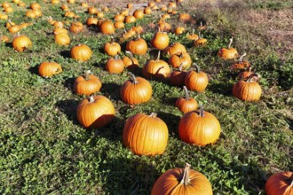Pumpkins in a field, harvesting, sustainable farm in Freeport, Wolfe's Neck Center, Maine, New