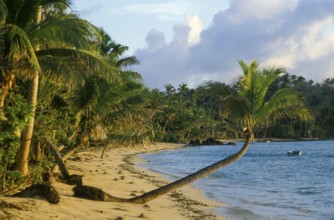 Beach, palm trees, sea, Tavewa island, Yasawa islands, Fiji