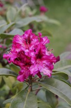 Rhododendron flowers (Rhododendron Homer), red flowers, in a garden, Wilnsdorf, North