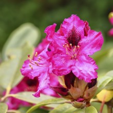 Rhododendron flowers (Rhododendron Homer), red flowers, in a garden, Wilnsdorf, North