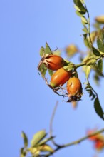 Ripe rosehip fruit of the dog rose (Rosa canina) on a branch, in front of a blue sky, Wilnsdorf,