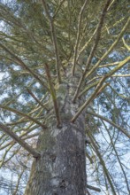 View of an old silver fir (Abies alba), also silver fir, conifer, fir tree (Abies), pine family