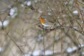 Robin (Erithacus rubecula), on a twig in the branches of a dog rose (Rosa canina), Wilnsdorf, North