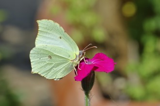 Lemon butterfly (Gonepteryx rhamny) on crown campion (Lychnis coronaria), in a nature garden,