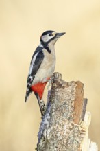 Great spotted woodpecker (Dendrocopus major), male, foraging on dead wood of a common birch (Betula