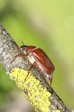 May beetle, wood cockchafer (Melolontha hippocastani), female, on a branch covered with lichen,