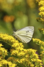 A Cabbage butterfly (Pieris brassicae) sucking nectar on the flower of a Solidago canadensis