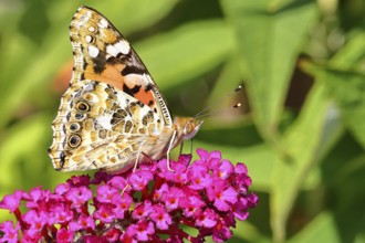 Thistle butterfly (Vanessa cardui) on a flower of the butterfly bush (Buddleja davidii), butterfly