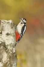 Great spotted woodpecker (Dendrocopos major), male, sitting on a tree stump at the edge of the