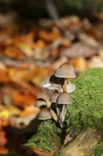 Mica tintling, common mica tintling (Coprinellus micaceus), on mossy forest soil, Seck, Westerwald,