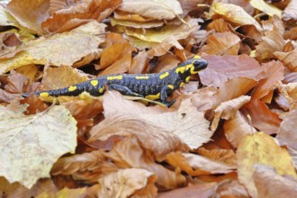 Fire salamander (Salamandra salamandra), in a beech forest on autumn leaves, autumn, Wilnsdorf,