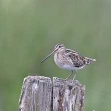 Snipe (Gallinago gallinago), standing on fence posts of a pasture, on moorland, snipe birds,