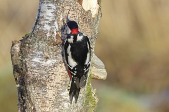 Great spotted woodpecker (Dendrocopus major), male, foraging on dead wood of a common birch (Betula