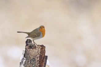 Robin (Erithacus rubecula), in winter on a rotten tree stump, with space for text, advertising,