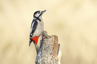 Great spotted woodpecker (Dendrocopus major), male, foraging on dead wood of a common birch (Betula