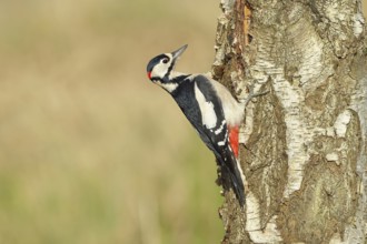 Great spotted woodpecker (Dendrocopus major), male, foraging on the trunk of a common birch (Betula
