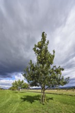 Cultivated apple (Malus domestica), Kohlenbacher apple, fruit, fruit tree, newly planted meadow