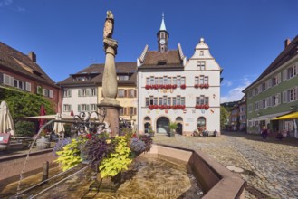 Market fountain, planters with sweet potato (Ipomoea batatas), historic town hall, general