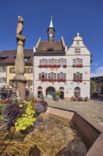 Market fountain, planters with sweet potato (Ipomoea batatas), historic town hall, general