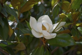 Macro photograph of a white magnolia flower surrounded by green leaves catching sunlight, Southern