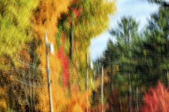 Autumn leaves, Indian summer, power poles, long exposure, abstract, illustration, Maine, New