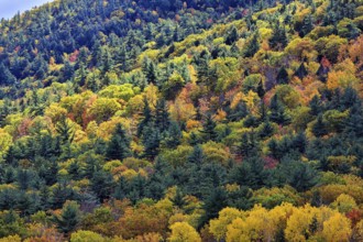 Autumn leaves, Indian summer, forest, Maine, New England, USA
