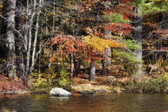 Lakeside, autumn leaves, Indian summer, Maine, New England, USA