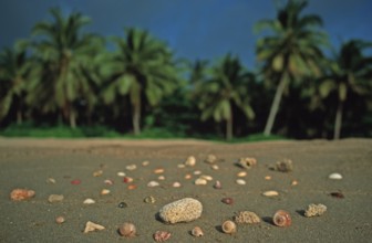 Corals and mussels on a palm beach on the island of Ko Lanta, Thailand, December 2002, vintage,