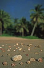 Corals and mussels on a palm beach on the island of Ko Lanta, Thailand, December 2002, vintage,