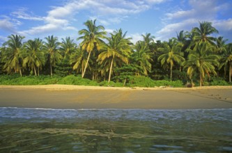 Coconut trees, beach on the island of Ko Lanta, Thailand, December 2002, vintage, retro, old,