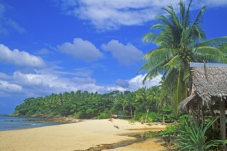 Palm tree, cabin, beach at Coral Beach Resort on the island of Ko Lanta, Thailand, December 2002,