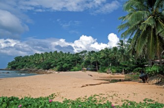 Palm tree, beach at Coral Beach Resort on the island of Ko Lanta, Thailand, December 2002, vintage,