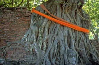Roots, Buddha head ingrown in tree, Wat Mahatat, Ayutthaya, Thailand, December 2002, vintage,