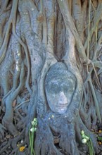 Roots, Buddha head ingrown in tree, Wat Mahatat, Ayutthaya, Thailand, December 2002, vintage,