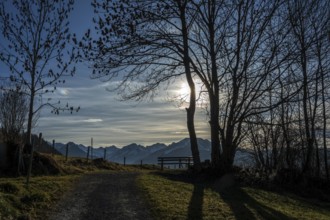 Bare trees in backlight on the hiking trail near Reichenbach, behind mountains of the Allgäu Alps,
