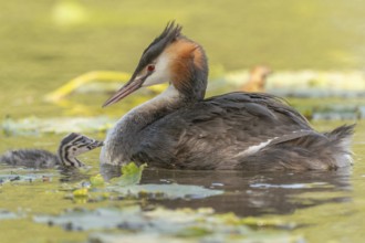 Great Crested Grebe (Podiceps scalloped ribbonfish) swims with young chicks near aquatic plants.