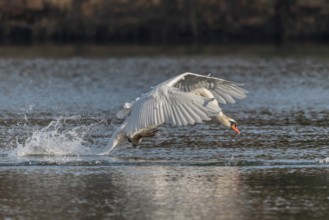 Swan spreads his wings as he flees from the pond. The water splashes around him. It is a lively