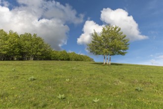 Isolated trees on the top of the Vosges mountains. france