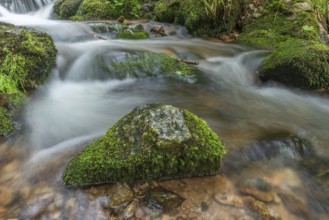 Water in a stream flows across moss-covered rocks. The scene is set in the forest in spring, with