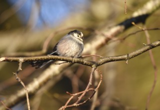 Long-tailed Tit, (Aegithalos caudatus) in winter in a lime tree, Schleswig-Holstein, Germany