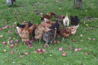Chickens (Gallus gallus domesticus) in a meadow with fallen apples (Malus), Morschreuth, Upper