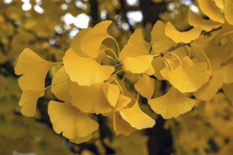 Yellow, autumn-coloured leaves from the ginkgo tree (ginkgo biloba), Franconia, Bavaria, Germany