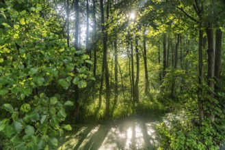 Canal or Spreewaldfließ in the Spreewald near Lübbenau/Spreewald, Brandenburg, Germany