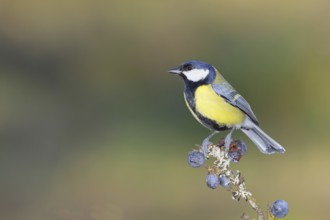 Great tit (Parus major), sitting on a branch in a blackthorn bush, (Prunus spinosa), sloes, with